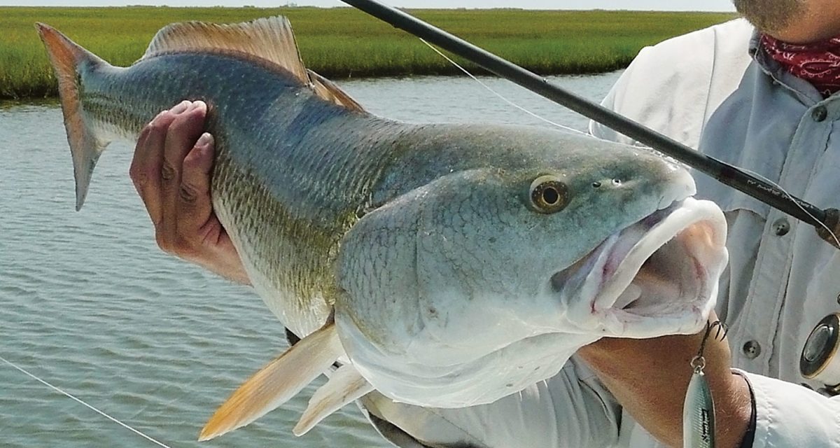 Best Tackle & Bait For Catching Redfish